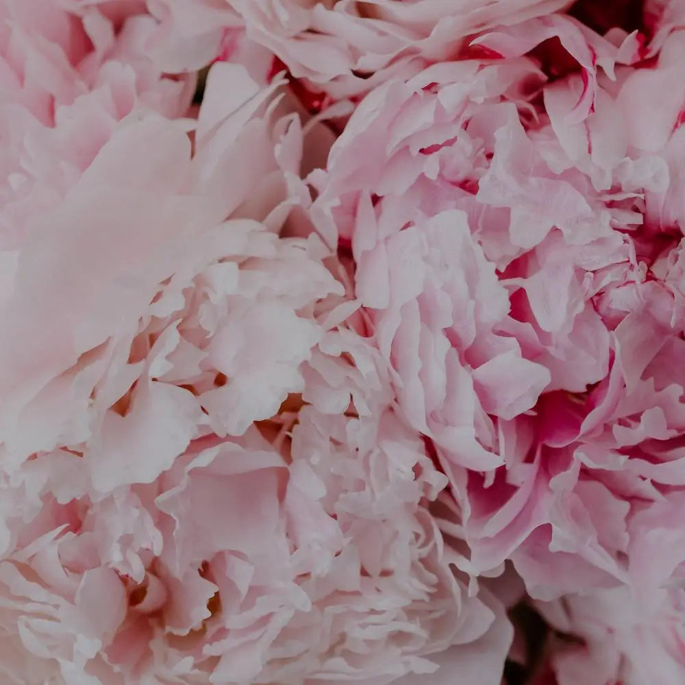 Hermetica Paris | Floral Impulse
