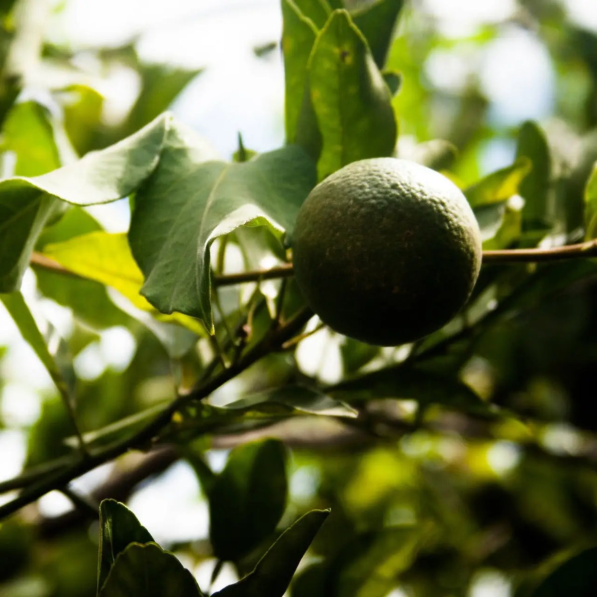 Hermetica Paris | Fruity Energy