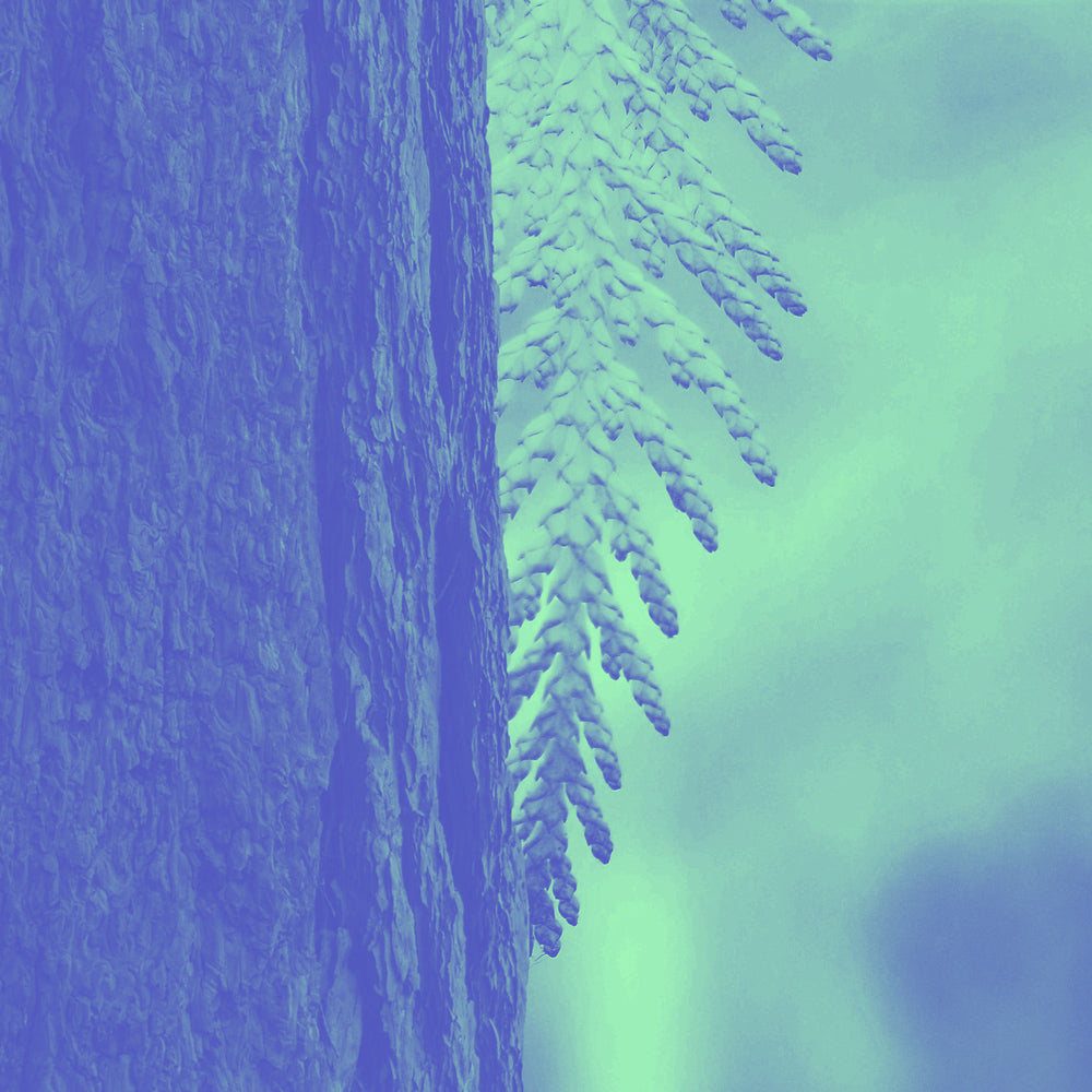 Hermetica Paris | Cedarise - Memoire 1