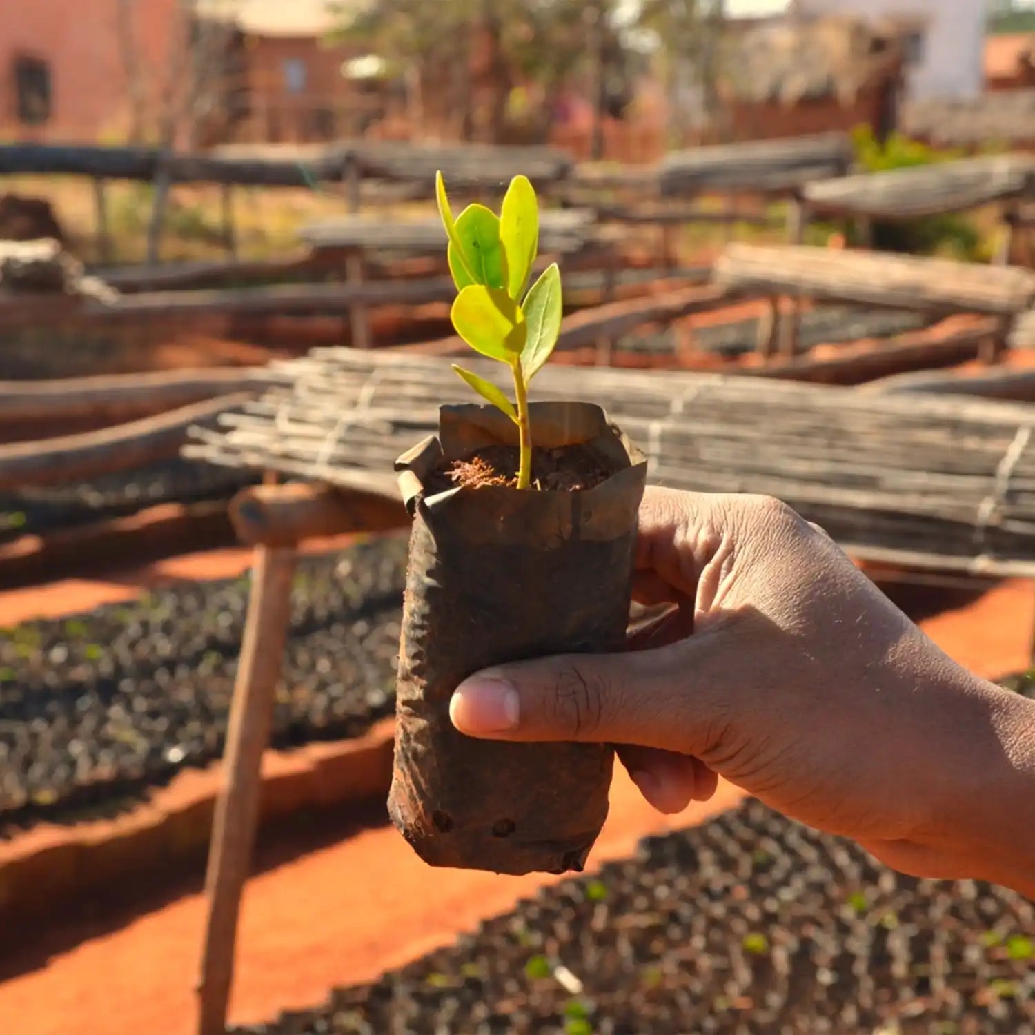 Young seedling with bright green leaves growing in a dark nursery pot held by a hand.