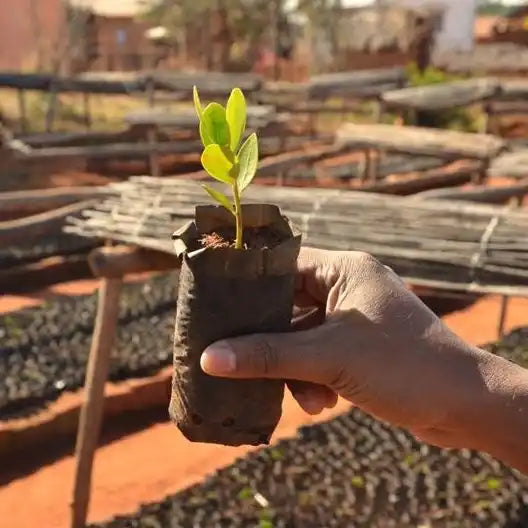 Young plant seedling with bright green leaves in a black nursery pot.