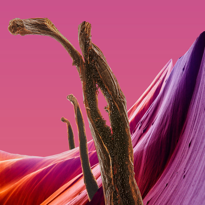 Hermetica Paris US VANINIGHT Sample