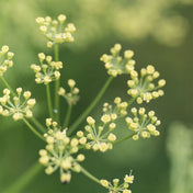 Galbanum Essence