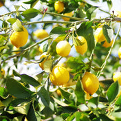 Petitgrain Citronnier Essence